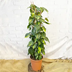 120 - 140cm Philodendron Brazil Scandens Pothos on Wire Pole 24cm Pot House Plant