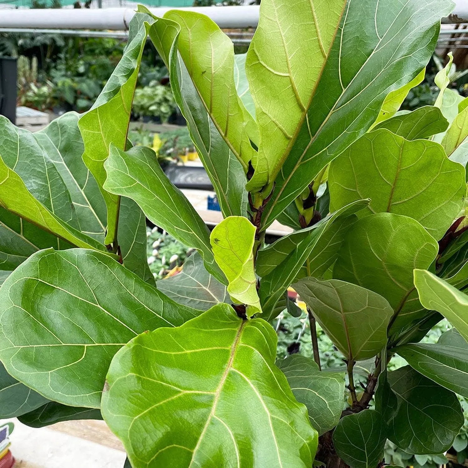 135 - 150cm Ficus Lyrata XL Tree Fiddle Leaf Fig 34cm Pot House Plant