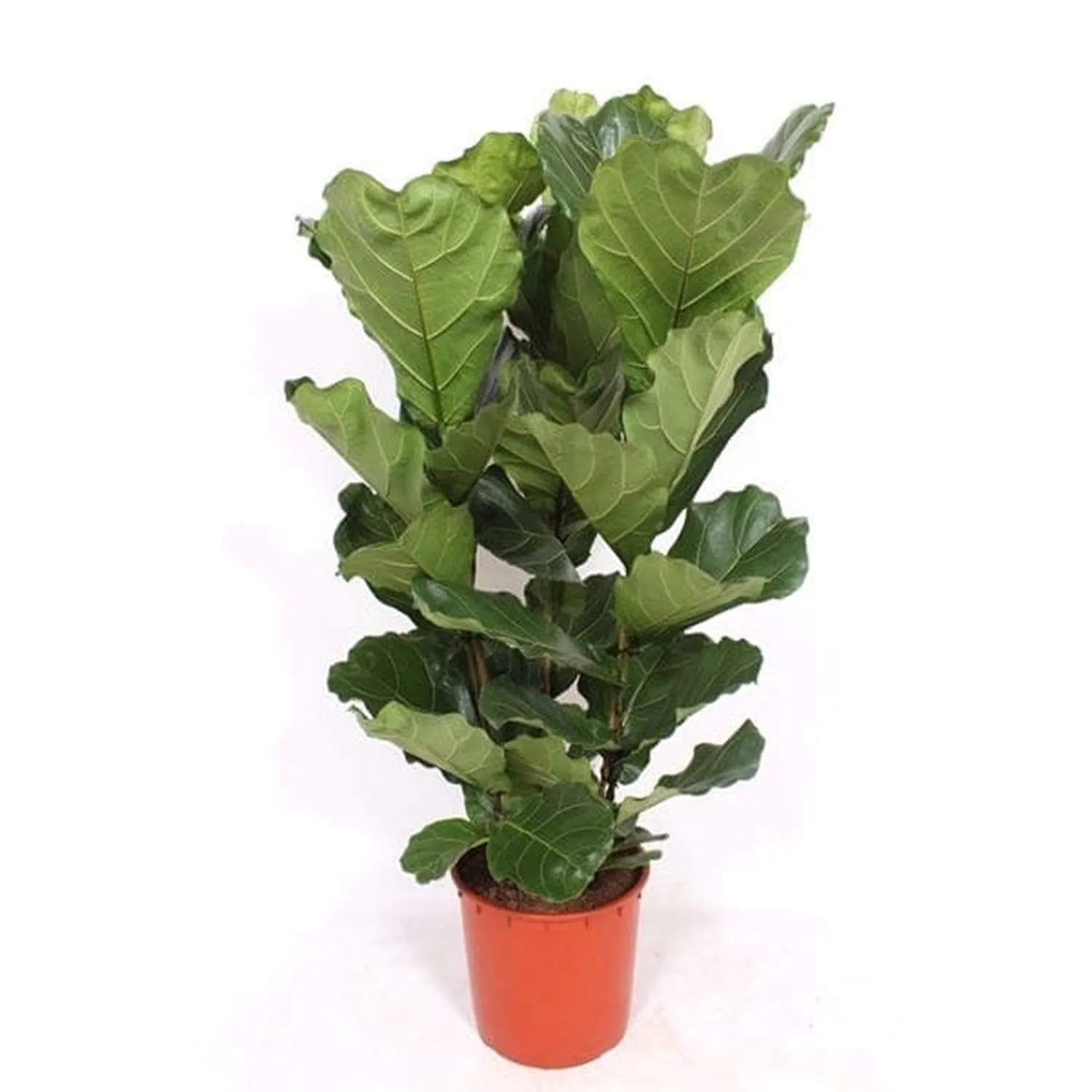 135 - 150cm Ficus Lyrata XL Tree Fiddle Leaf Fig 34cm Pot House Plant