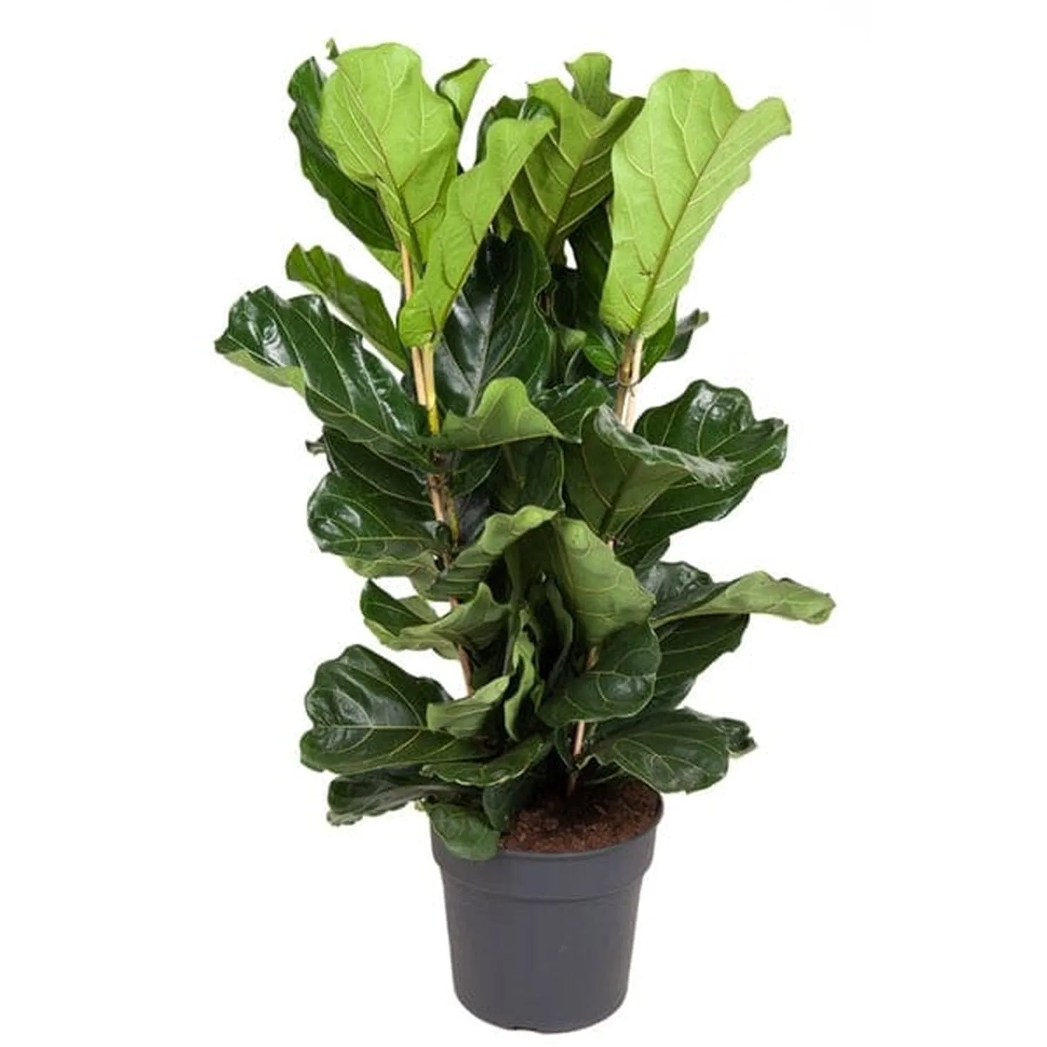 135 - 150cm Ficus Lyrata XL Tree Fiddle Leaf Fig 34cm Pot House Plant