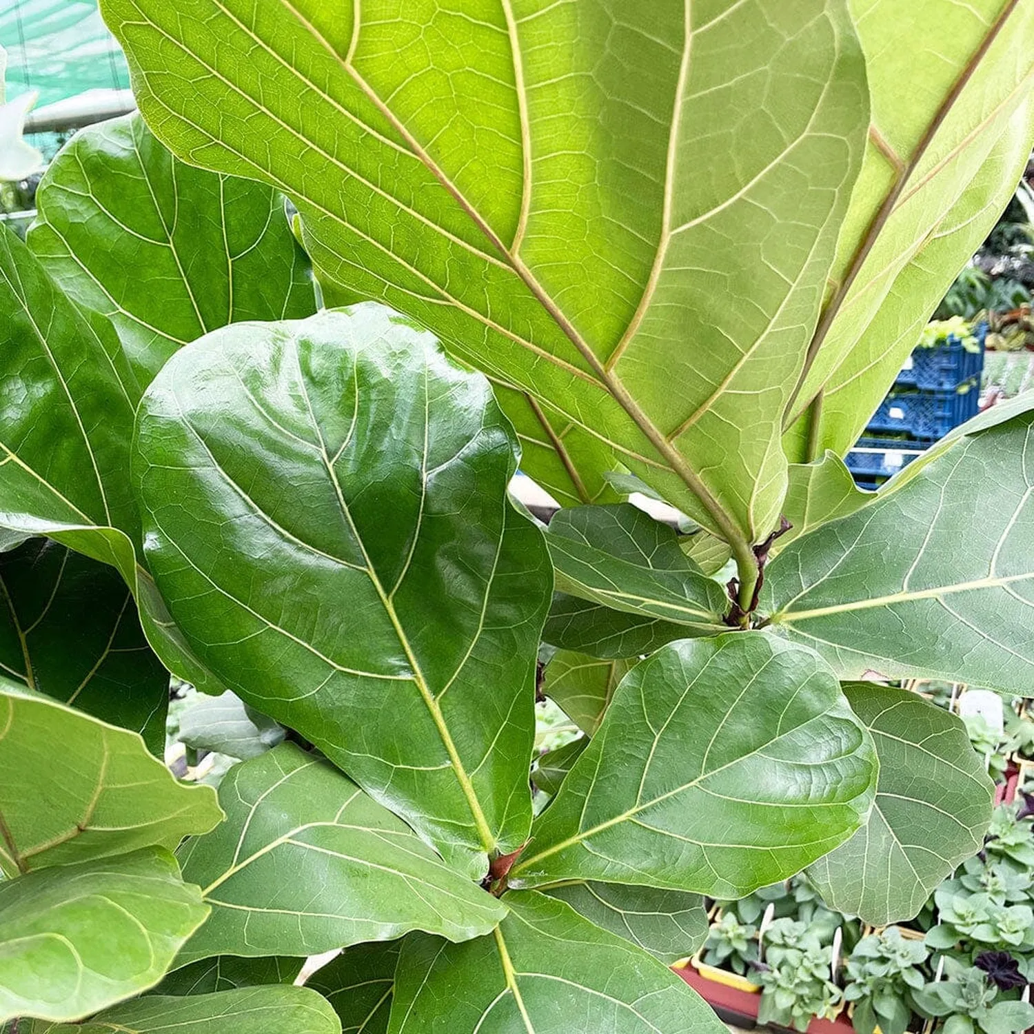 135 - 150cm Ficus Lyrata XL Tree Fiddle Leaf Fig 34cm Pot House Plant