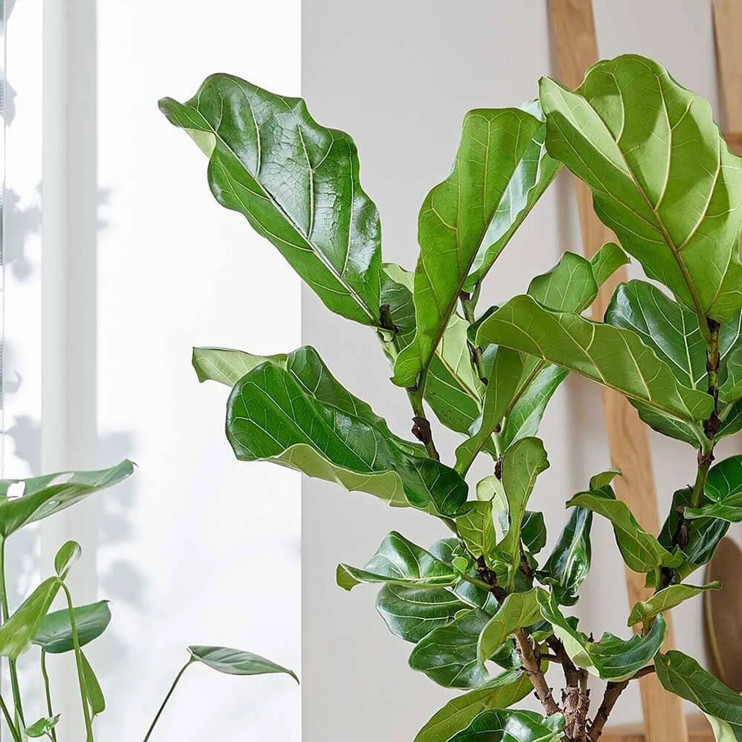 140 - 160cm Ficus Lyrata Tree  Fiddle Leaf Fig 27cm Pot House Plant