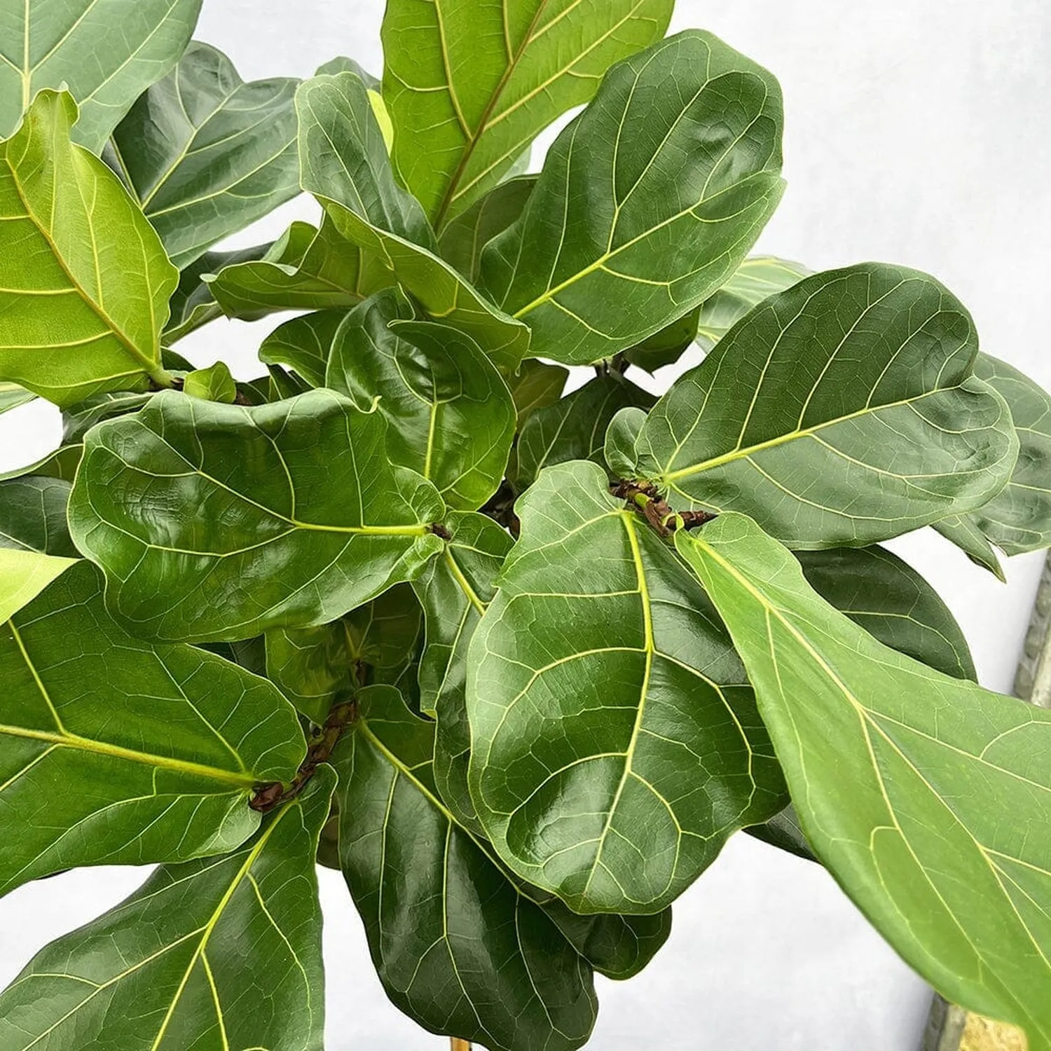 140 - 160cm Ficus Lyrata Tree  Fiddle Leaf Fig 27cm Pot House Plant