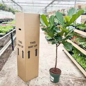 140 - 160cm Ficus Lyrata Tree  Fiddle Leaf Fig 27cm Pot House Plant