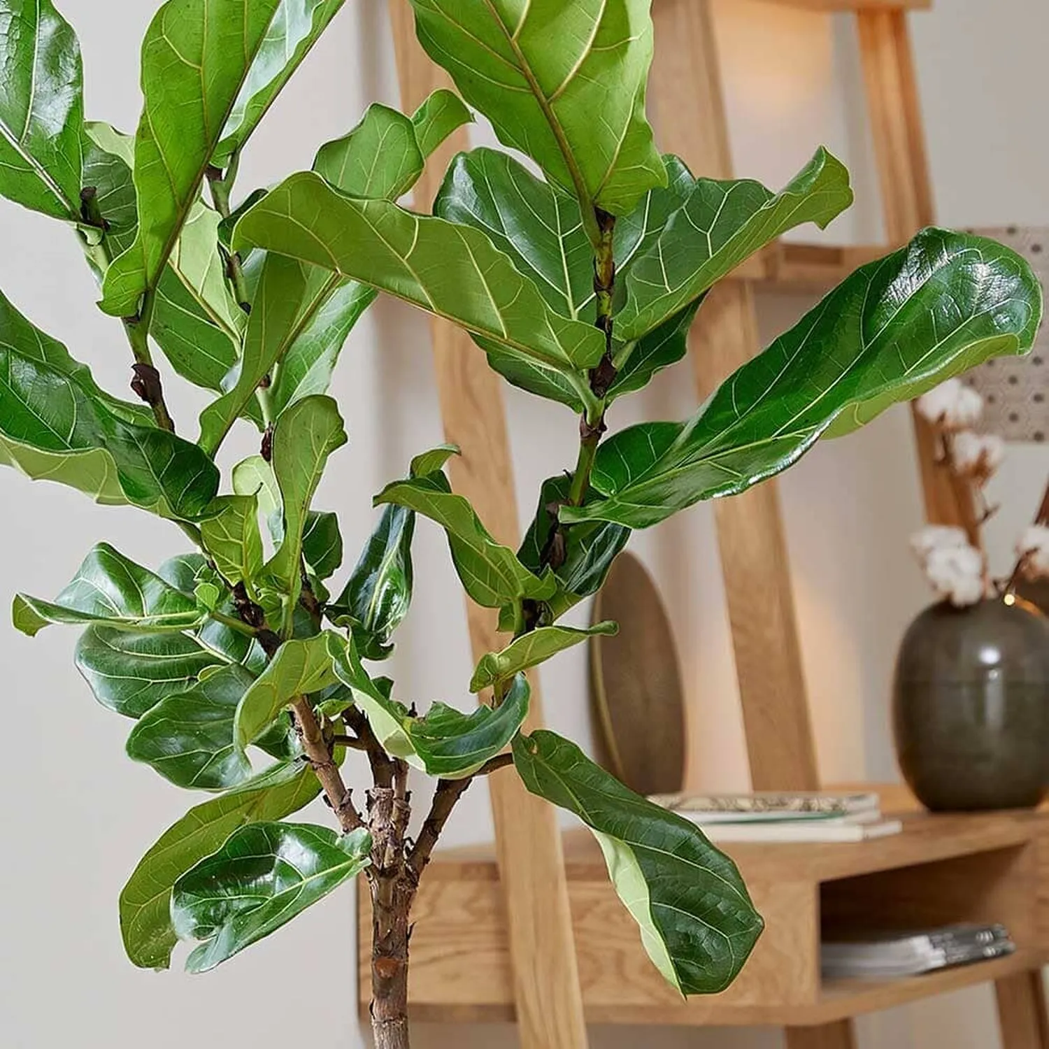 140 - 160cm Ficus Lyrata Tree  Fiddle Leaf Fig 27cm Pot House Plant