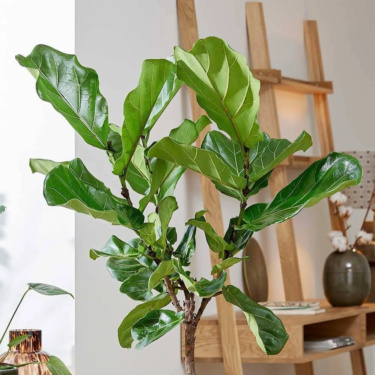 140 - 160cm Ficus Lyrata Tree  Fiddle Leaf Fig 27cm Pot House Plant