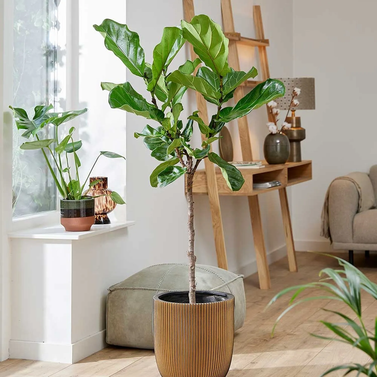 140 - 160cm Ficus Lyrata Tree  Fiddle Leaf Fig 27cm Pot House Plant