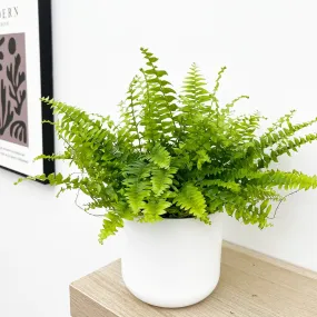 15 - 25cm Nephrolepis Fern 12cm Pot House Plant