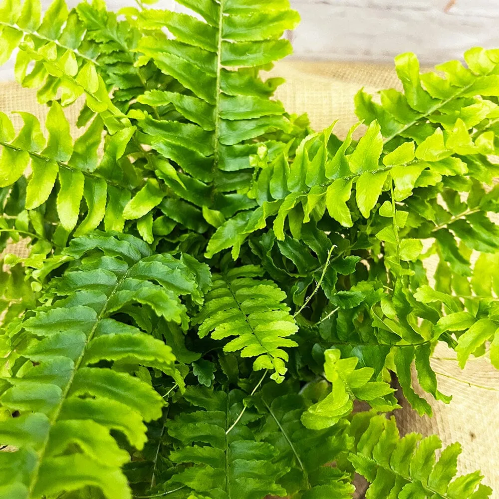 15 - 25cm Nephrolepis Fern 12cm Pot House Plant