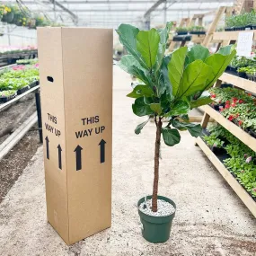 160 - 200cm XXL Ficus Lyrata Tree Fiddle Leaf Fig 27cm (Hydro Pot) House Plant