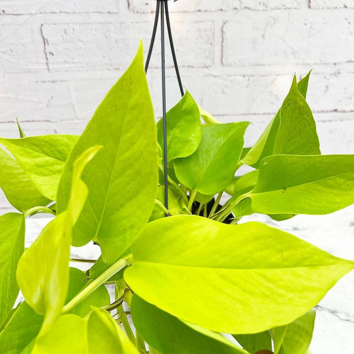 20 - 30cm Golden Pothos Epipremnum in Hanging 15cm Pot