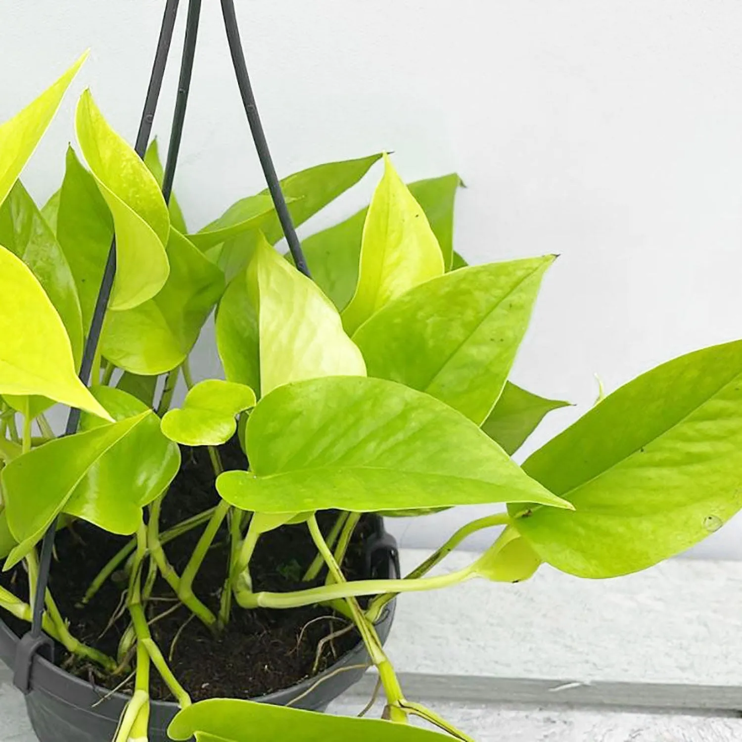 20 - 30cm Golden Pothos Epipremnum in Hanging 15cm Pot