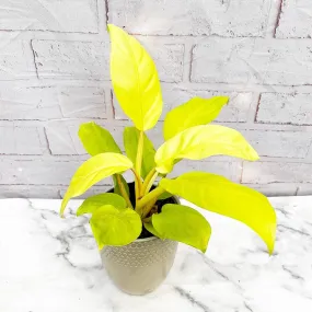 20 - 30cm Philodendron Lemon Lime 11cm Pot House Plant