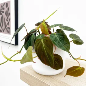 20 - 30cm Philodendron Micans Pothos 12cm Pot House Plant