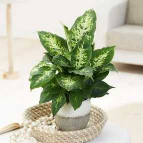 25-35cm Dieffenbachia Compacta Dumb Cane 12cm Pot House Plant