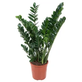 40 - 50cm Zamioculcas Zamifolia 14cm Pot House Plant