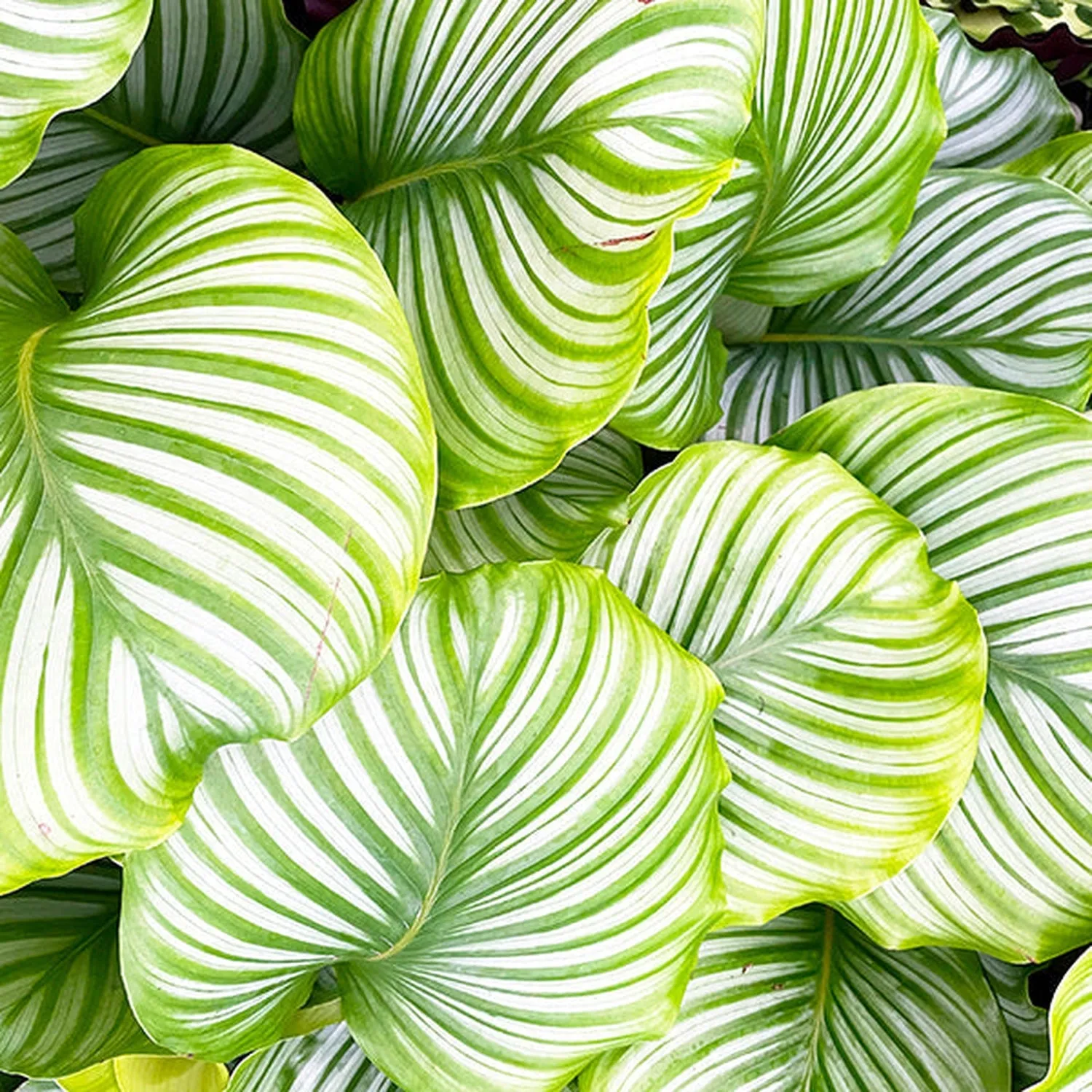 55-70cm Calathea Orbifolia Prayer Plant 21cm pot