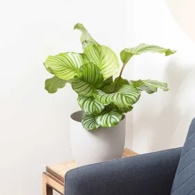 55-70cm Calathea Orbifolia Prayer Plant 21cm pot