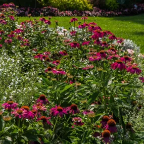 Coneflower - Echinacea purpurea 'PowWow Wild Berry'